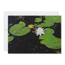 Water lily, Ile du Marais, Ste-Catherine-de-Hatley Custom Announcements