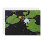 Water lily, Ile du Marais, Ste-Catherine-de-Hatley Custom Announcements
