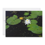 Water lily, Ile du Marais, Ste-Catherine-de-Hatley Custom Invites