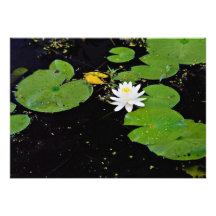 Water lily, Ile du Marais, Ste-Catherine-de-Hatley Custom Announcements