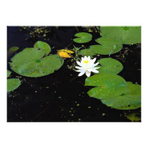 Water lily, Ile du Marais, Ste-Catherine-de-Hatley Custom Invites