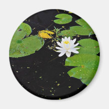 Water lily, Ile du Marais, Ste-Catherine-de-Hatley Refrigerator Magnets