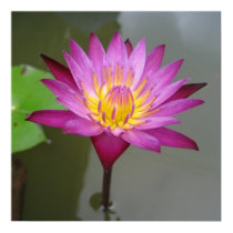 Water Lily in Thailand posters
