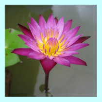 Water Lily in Thailand posters