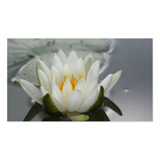 Water Lily Lotus Blossom Floral Business Card (back side)