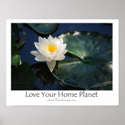 Water Lily / Love Your Home Planet Posters by HomePlanetImages