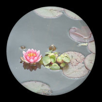 Water Lily Magnet