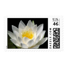 Water Lily medium stamp