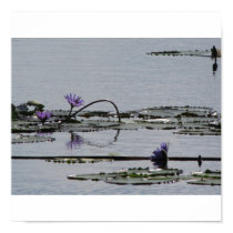 water lily mozambique posters by 2andre water lily mozambique posters