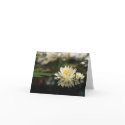 Water Lily Note Card