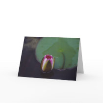 Water Lily - notecard
