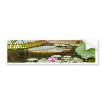 Water Lily Pads Ponds Bumper Stickers
