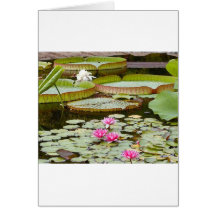 Water Lily Pads Ponds Card