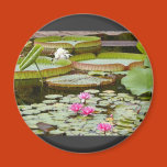 water, lily, pads, ponds, pond, plants, lotus,