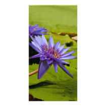 Water Lily Photo Card