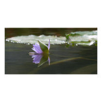 Water Lily Photocard Photo Cards