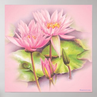 Water lily pink fine art botanical poster print