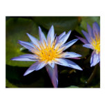 Water Lily Post Card