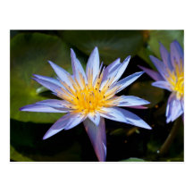 Water Lily Post Card