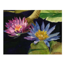 Water Lily Post Cards