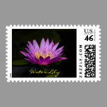 Water Lily Postage stamps
