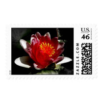 Water Lily postage by princessklb07 Water Lily postage