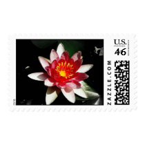 Water Lily postage by princessklb07 Water Lily postage