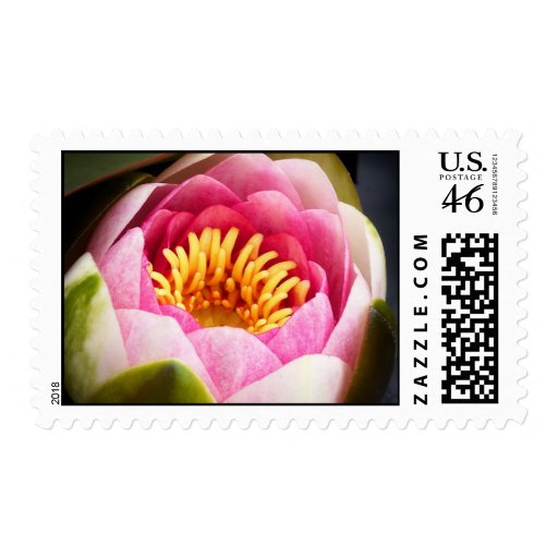 Water Lily Postage