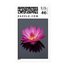 Water Lily Postage Stamp