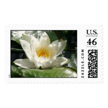 Water Lily Postage Stamp
