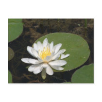 Water Lily Postcard
