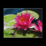 Water Lily Postcard postcards