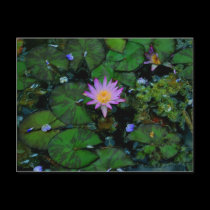 Water Lily postcards