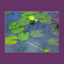 Water Lily postcards