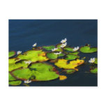 Water Lily Postcard