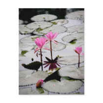 Water lily postcard