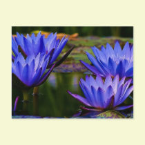 Water Lily postcards