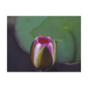 Water Lily - postcard by Horseshoes3 Water Lily - postcard