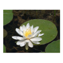 Water Lily Postcard
