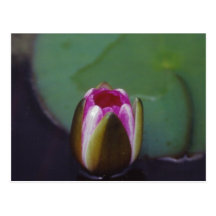 Water Lily - postcard