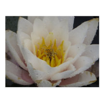 Water Lily Postcards