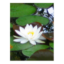 Water Lily Postcards