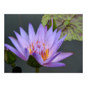 Water Lily posters