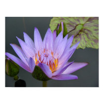 Water Lily posters by GreenK Water Lily posters
