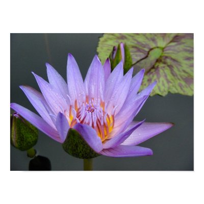 Water Lily Poster by GreenK
