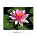 Water Lily posters by photomorgana Water Lily posters