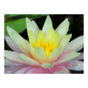 Water Lily posters