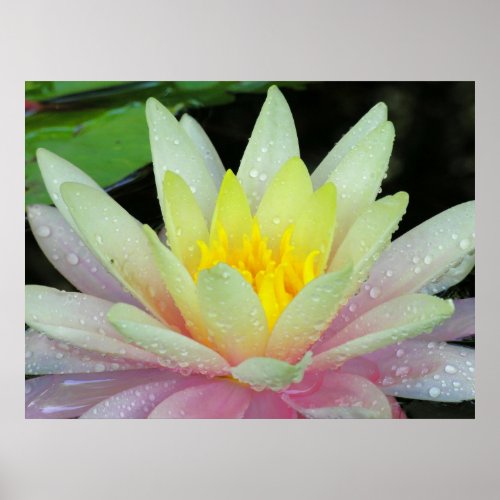 Water Lily print