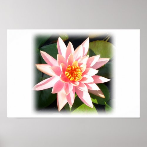 Water Lily print