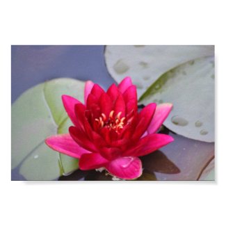 water lily print